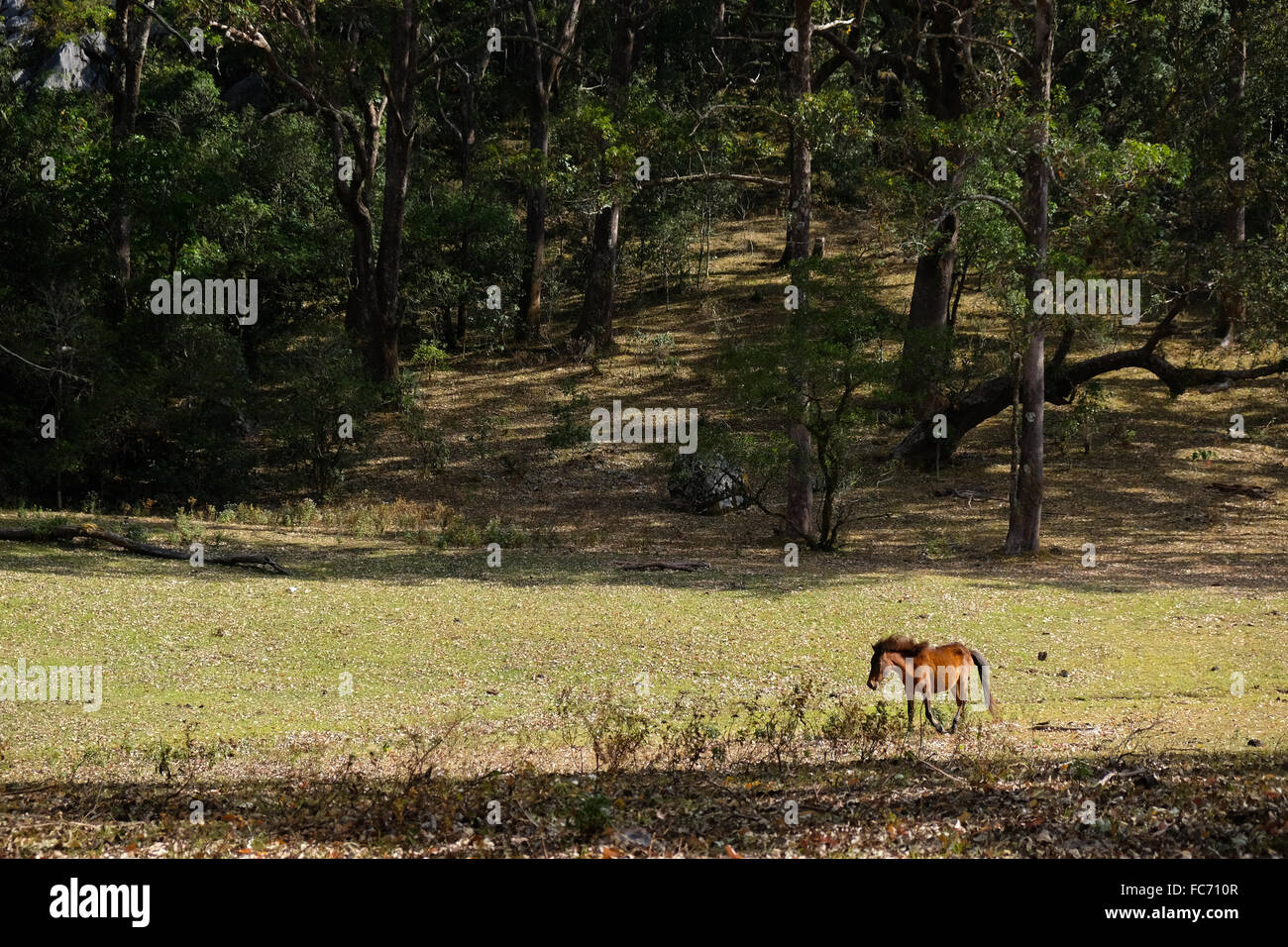 In Fatumnasi, Timor Tengah Selatan, East Nusa Tenggara, Indonesien, zieht ein Pony auf Grünland. Stockfoto