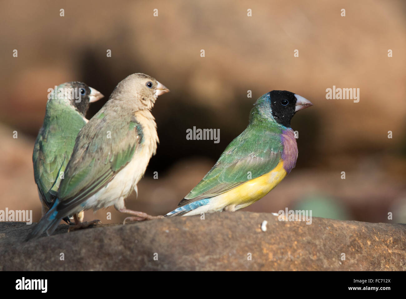 unreif und Black-faced Prachtfinkenart Finken (Erythrura Gouldiae) Stockfoto