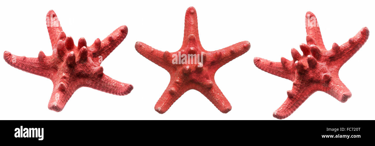 Roter Seestern isoliert auf weißem Hintergrund Stockfoto
