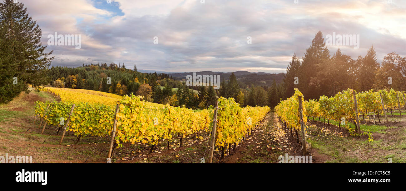 Panorama Weinkulturlandschaft an einem sonnigen Herbstnachmittag Stockfoto