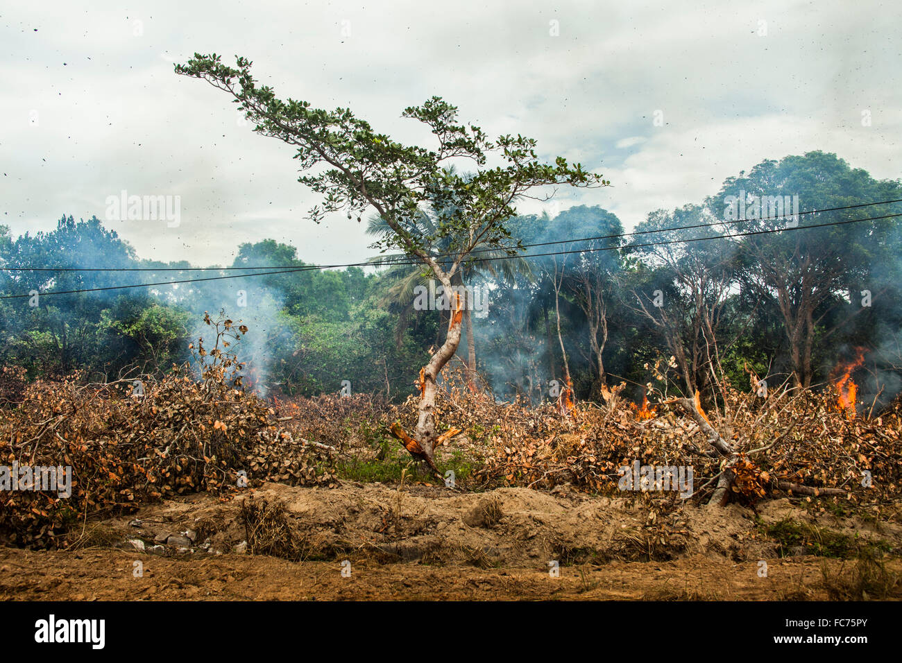 Baum in der Nähe von Stromleitungen in brennenden Waldbrand Stockfoto