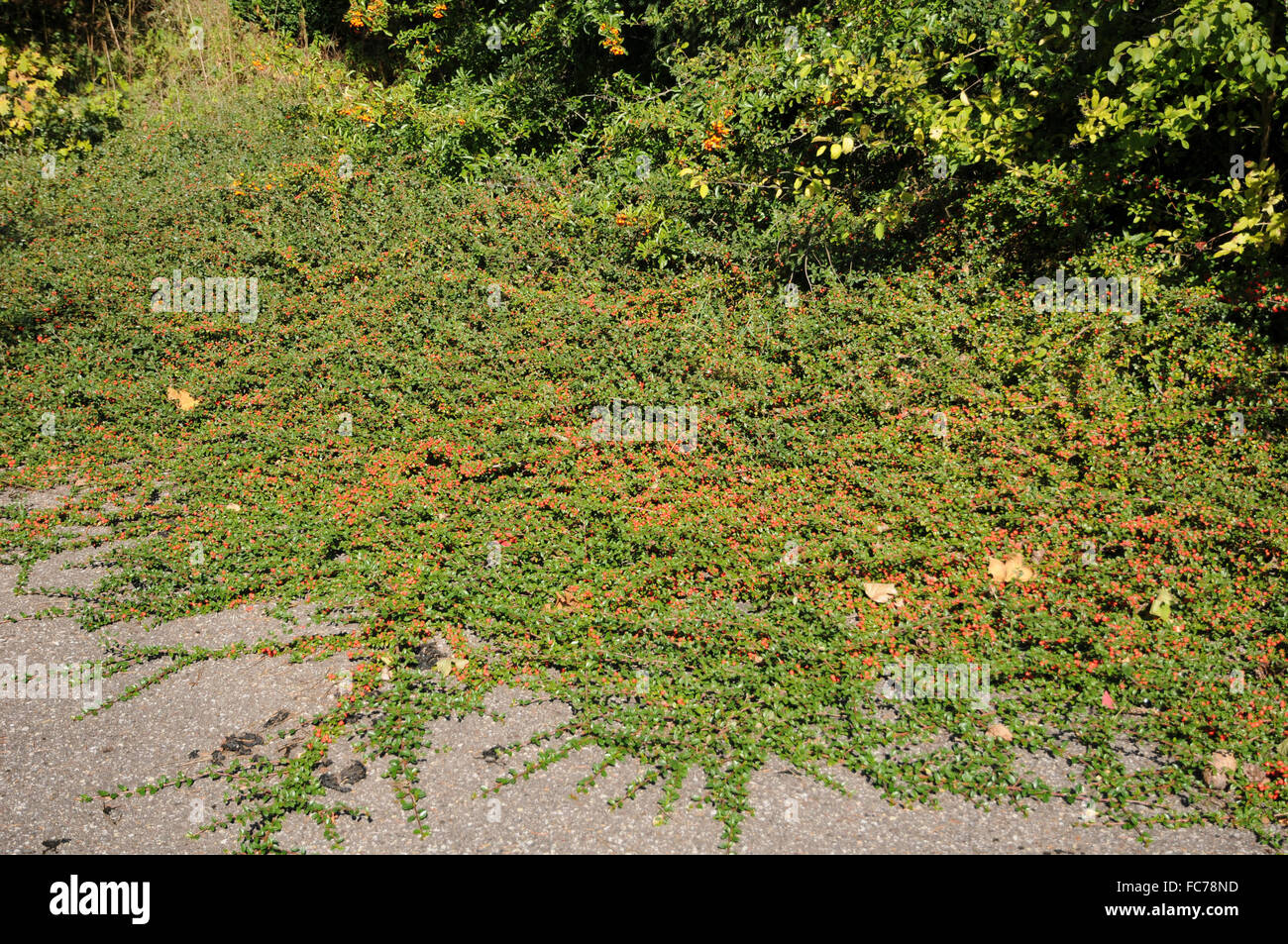 Bärentraube Zwergmispel Stockfoto