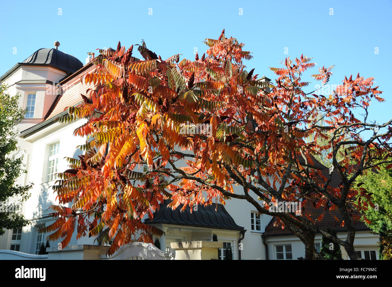 Sumac Stockfoto