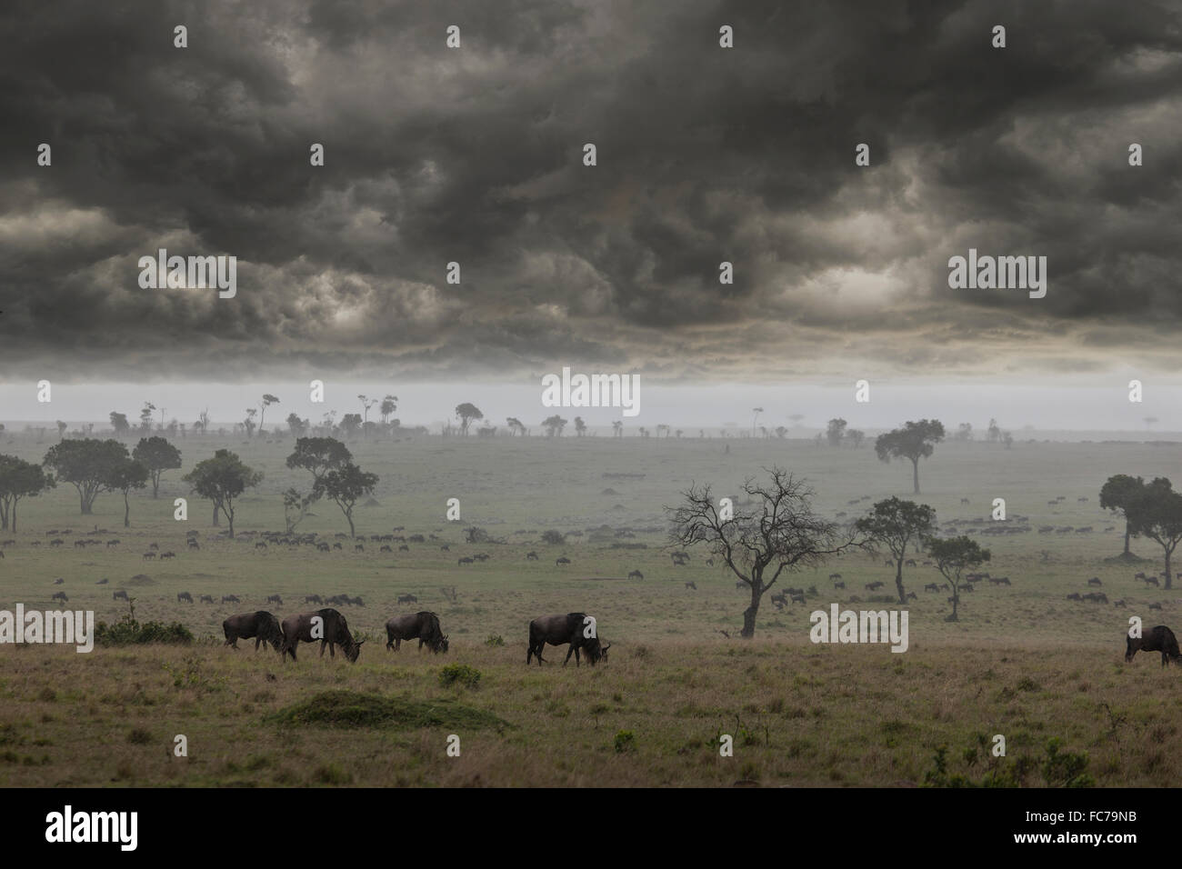 Gewitterwolken über Savanne Feld Stockfoto