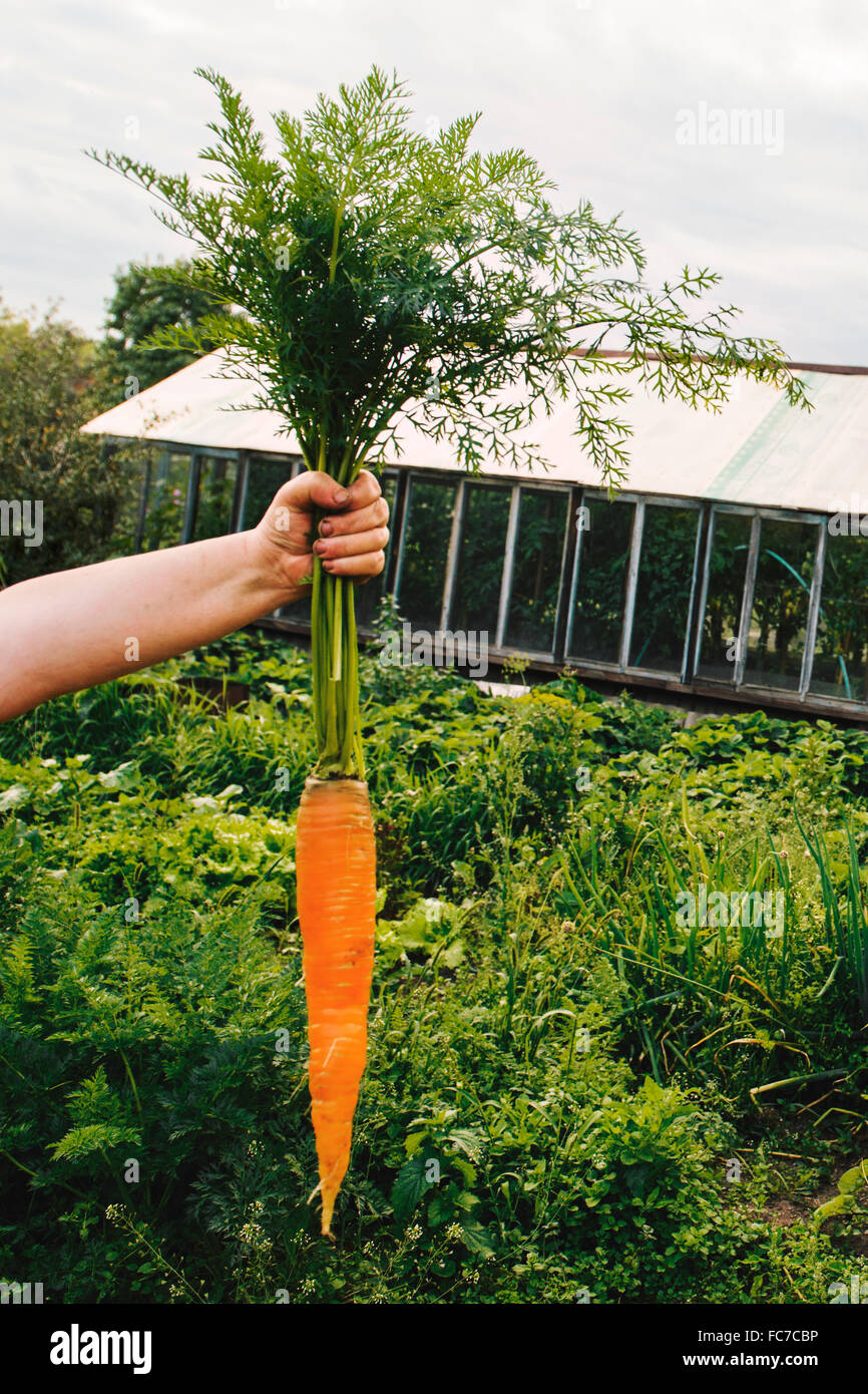 Gärtner halten Karotten im Garten Stockfoto