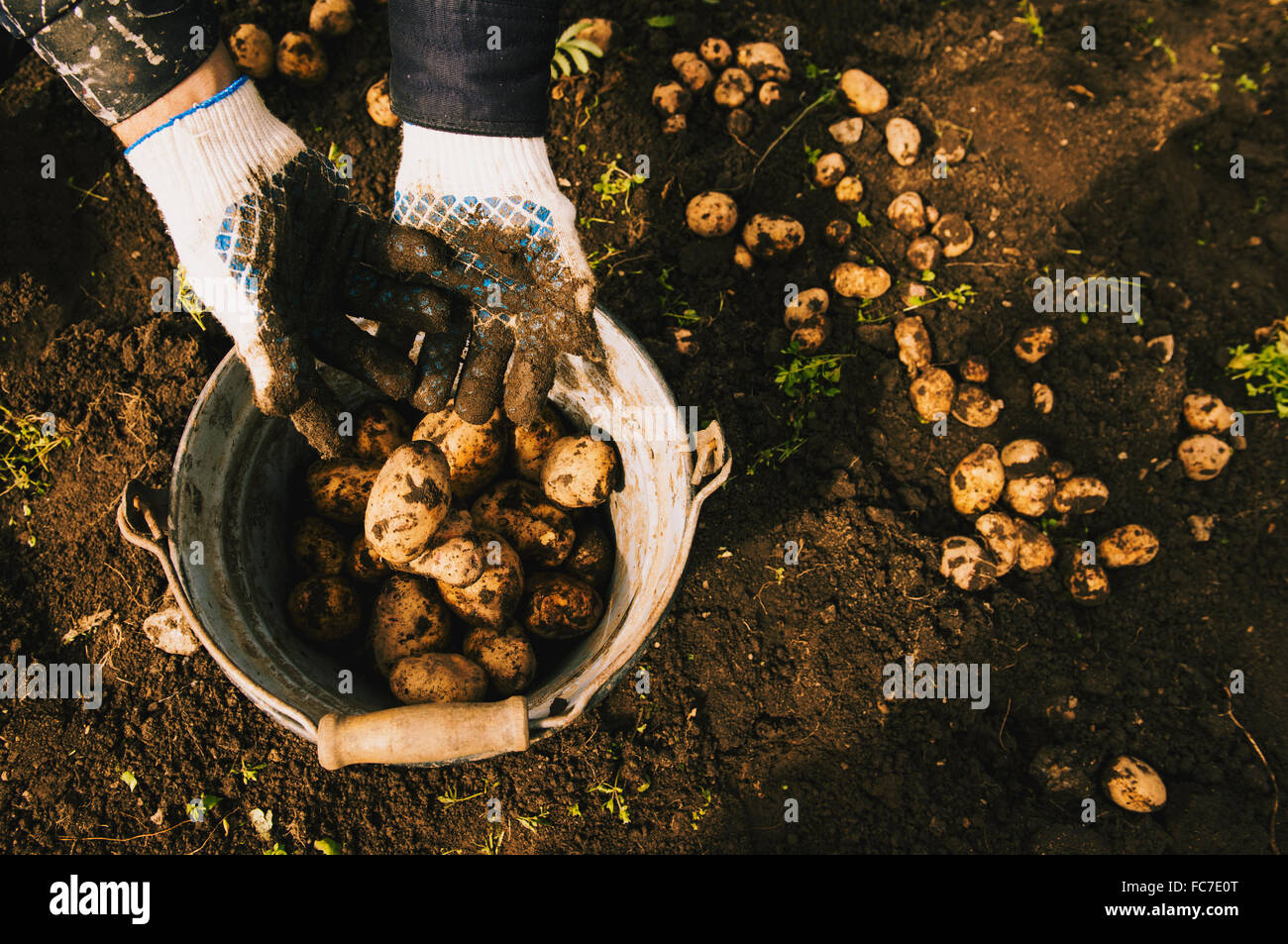 Gärtner ernten Kartoffeln im Garten Stockfoto
