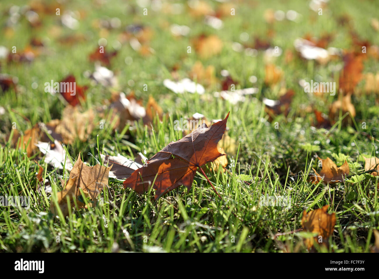 Herbstblätter auf der grünen Wiese Stockfoto