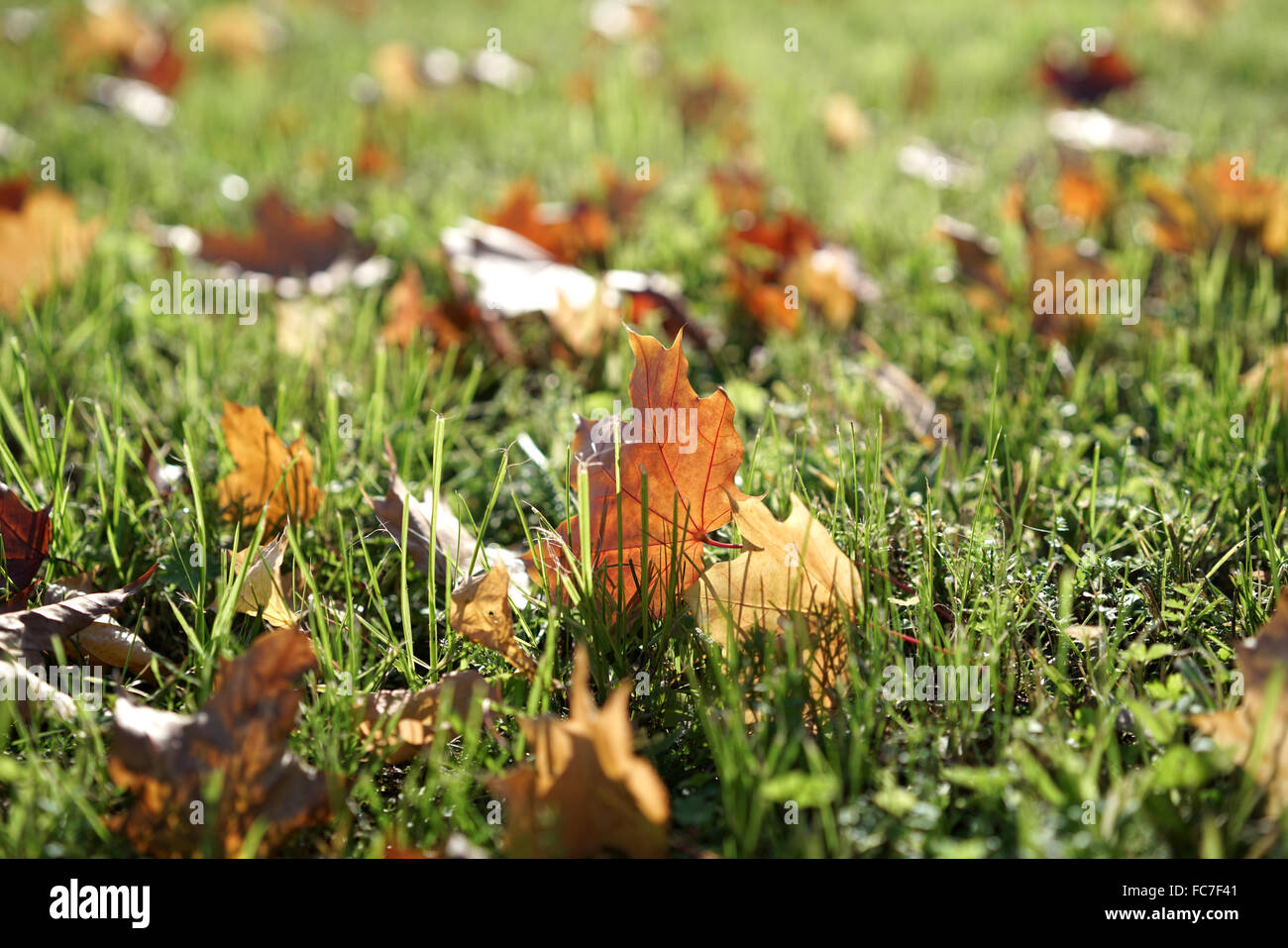 Herbstblätter auf der grünen Wiese Stockfoto
