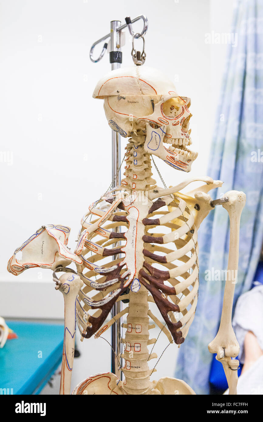 Anatomisches Skelett wegschauen Stockfoto
