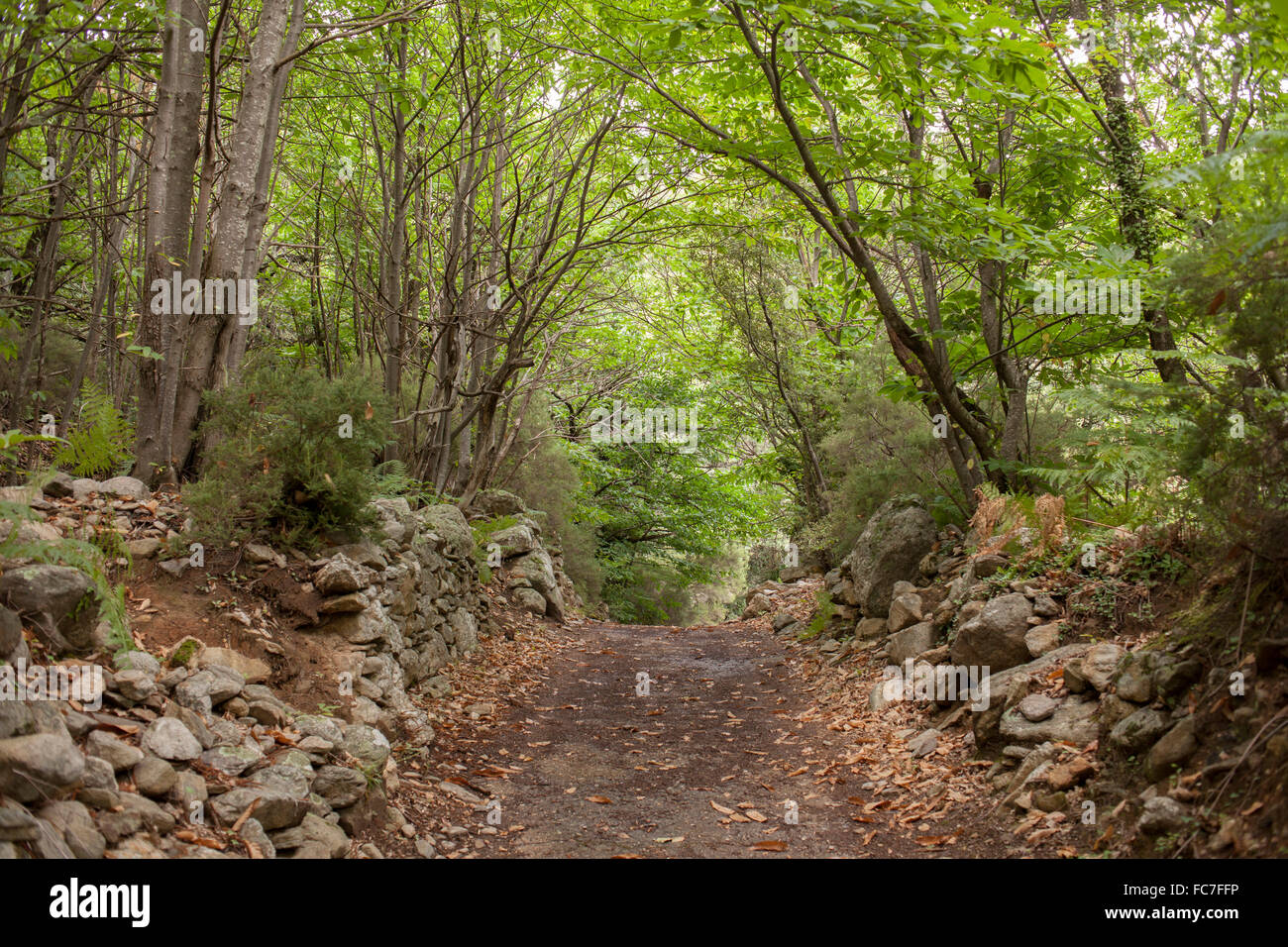 Feldweg in abgelegenen Wald Stockfoto