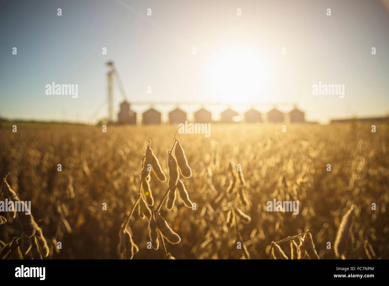 Nahaufnahme von Kulturen in Feld-Hof Stockfoto