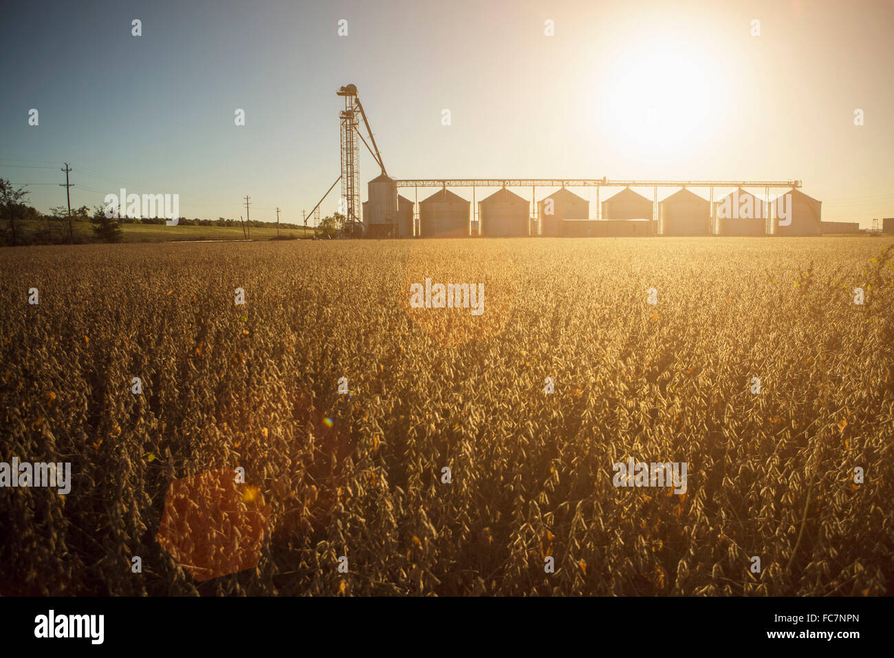 Silos und Pflanzen in Feld-Hof Stockfoto