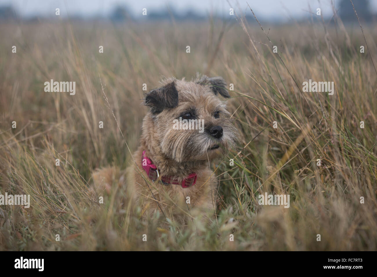 Border Terrier im Schilf. Stockfoto