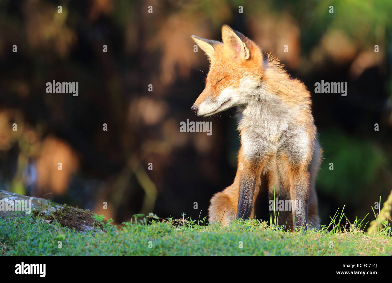 sitzenden Fuchs Stockfoto