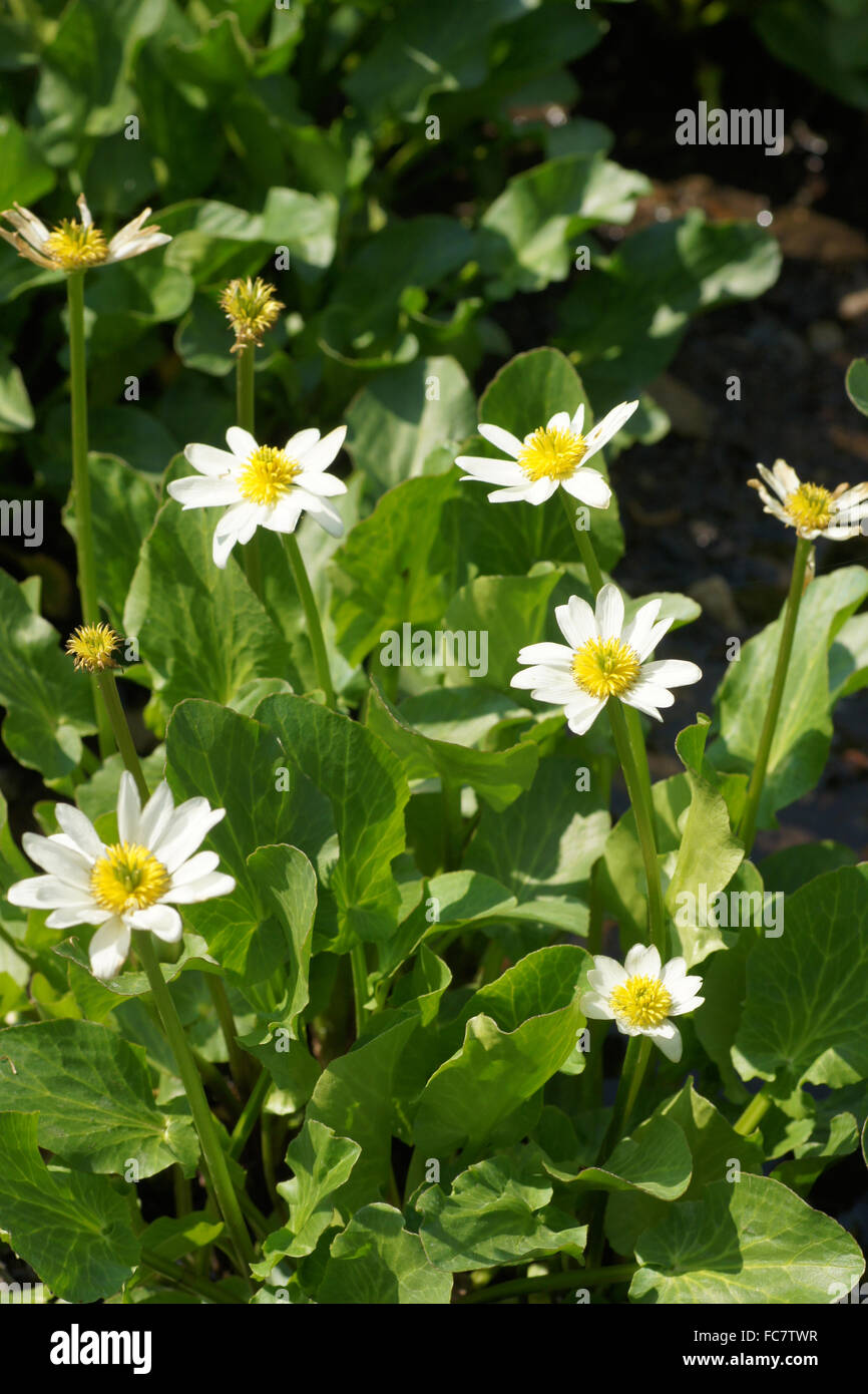 White Marsh-marigold Stockfoto