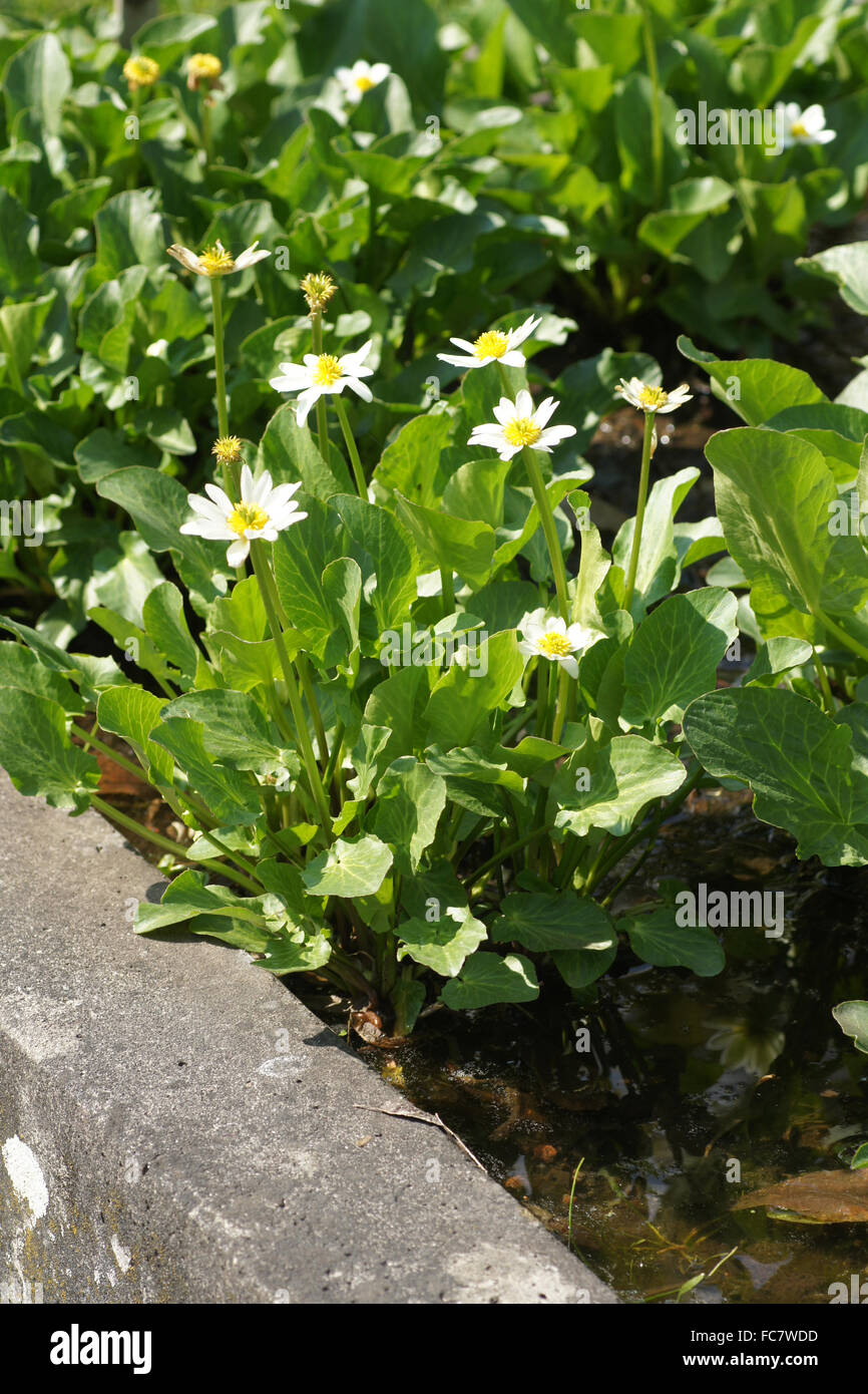 White Marsh-marigold Stockfoto