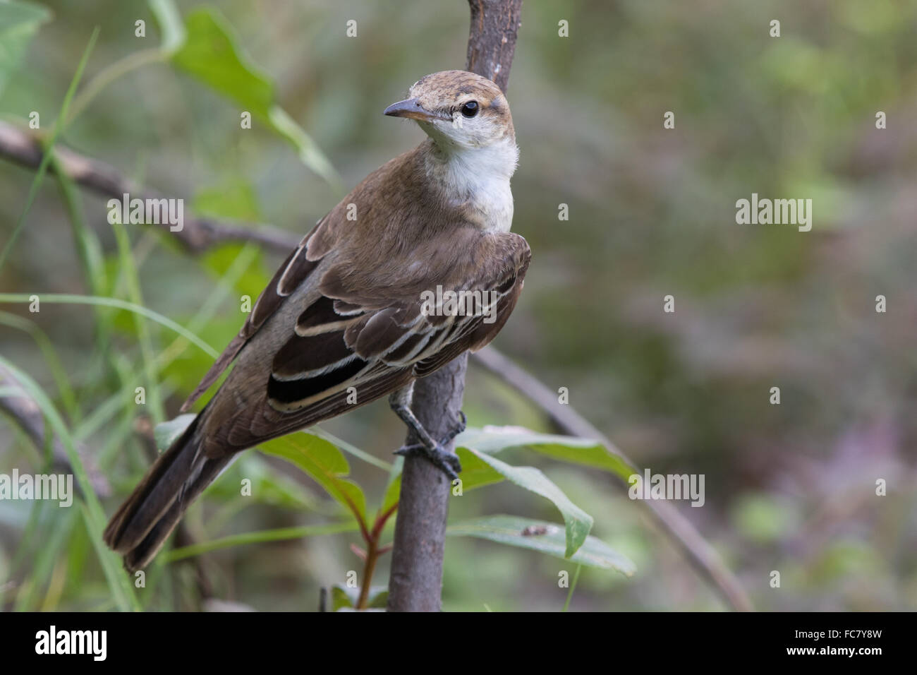 weibliche White-winged Triller (Lalage Tricolor) Stockfoto