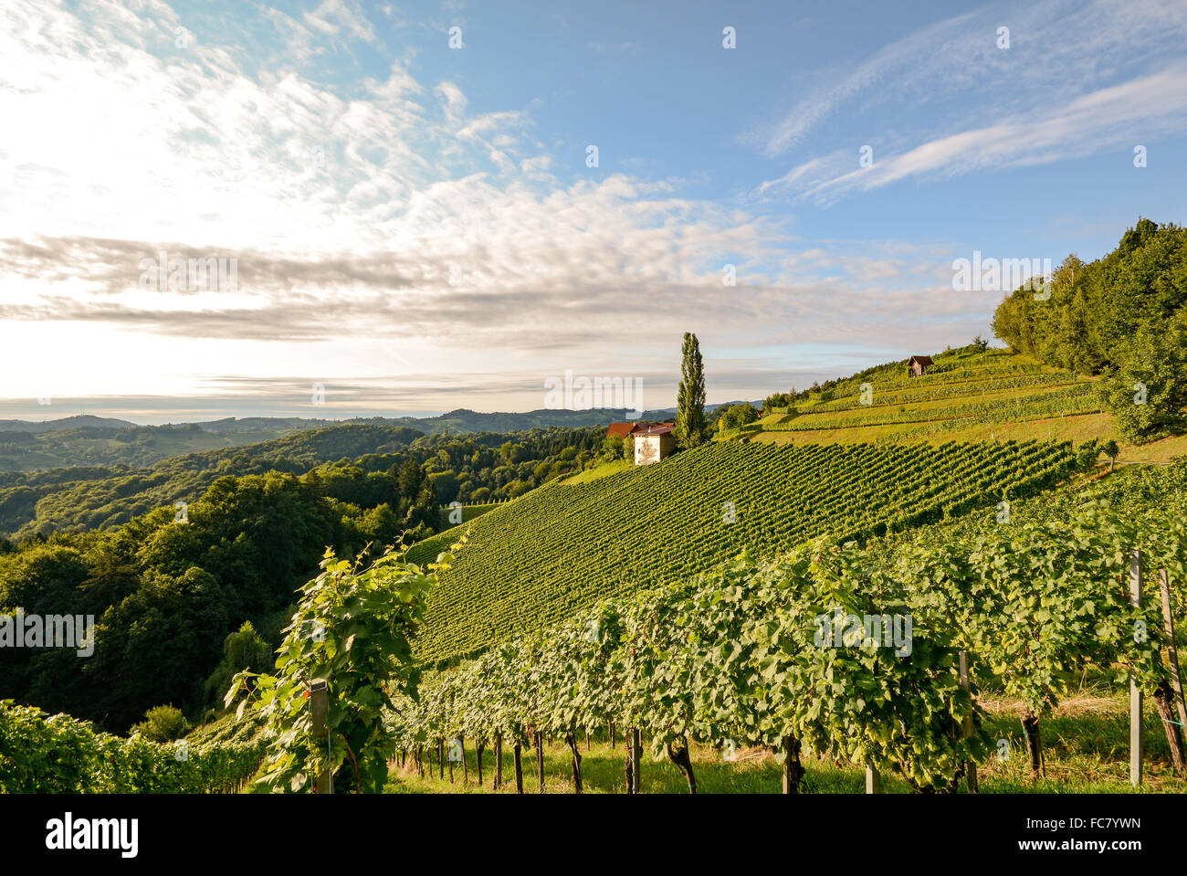 Weingut mit Weinreben vor der Ernte im Herbst, Süd-Steiermark-Österreich-Europa Stockfoto