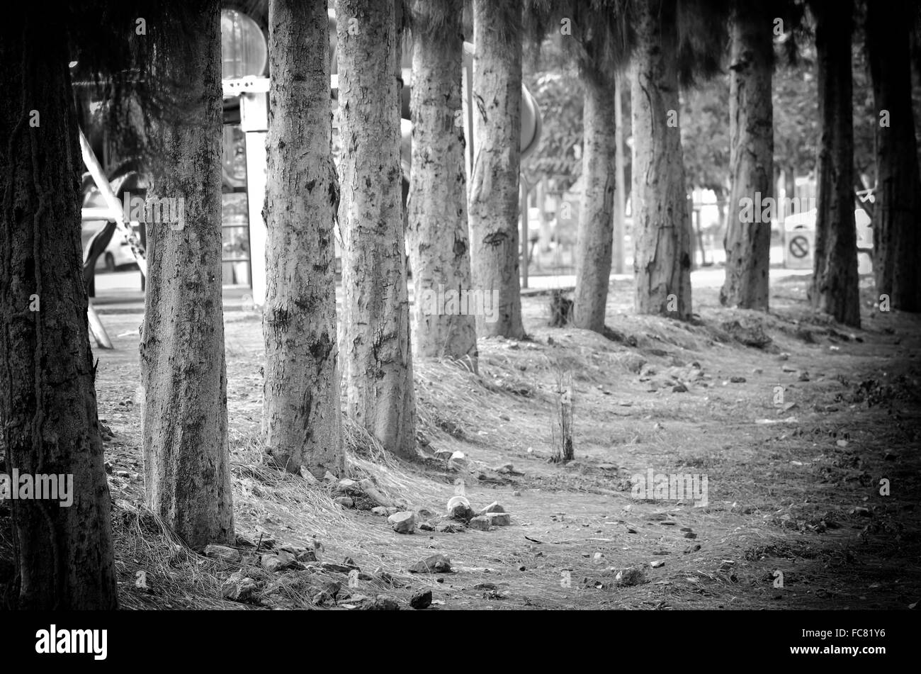 Kiefern im schwarzen und weißen Hintergrund Stockfoto