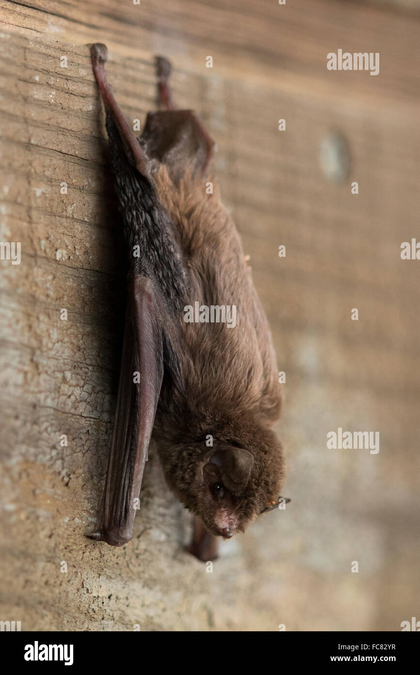 Gemeinsame Bentwing Bat (Miniopterus Schreibersii) ruht auf der Seite eines Gebäudes Stockfoto