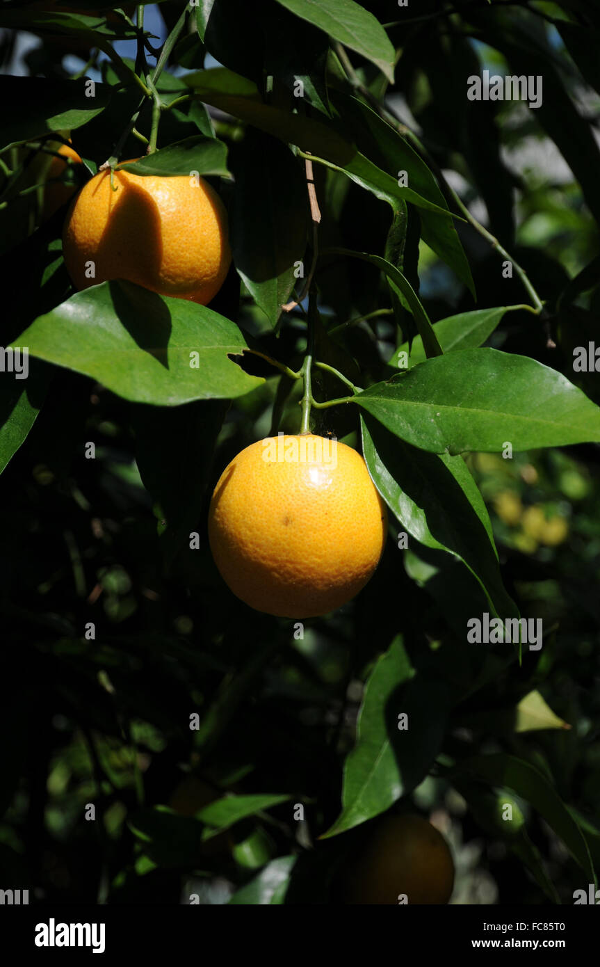 Citrus Sinensis, Orange Stockfoto