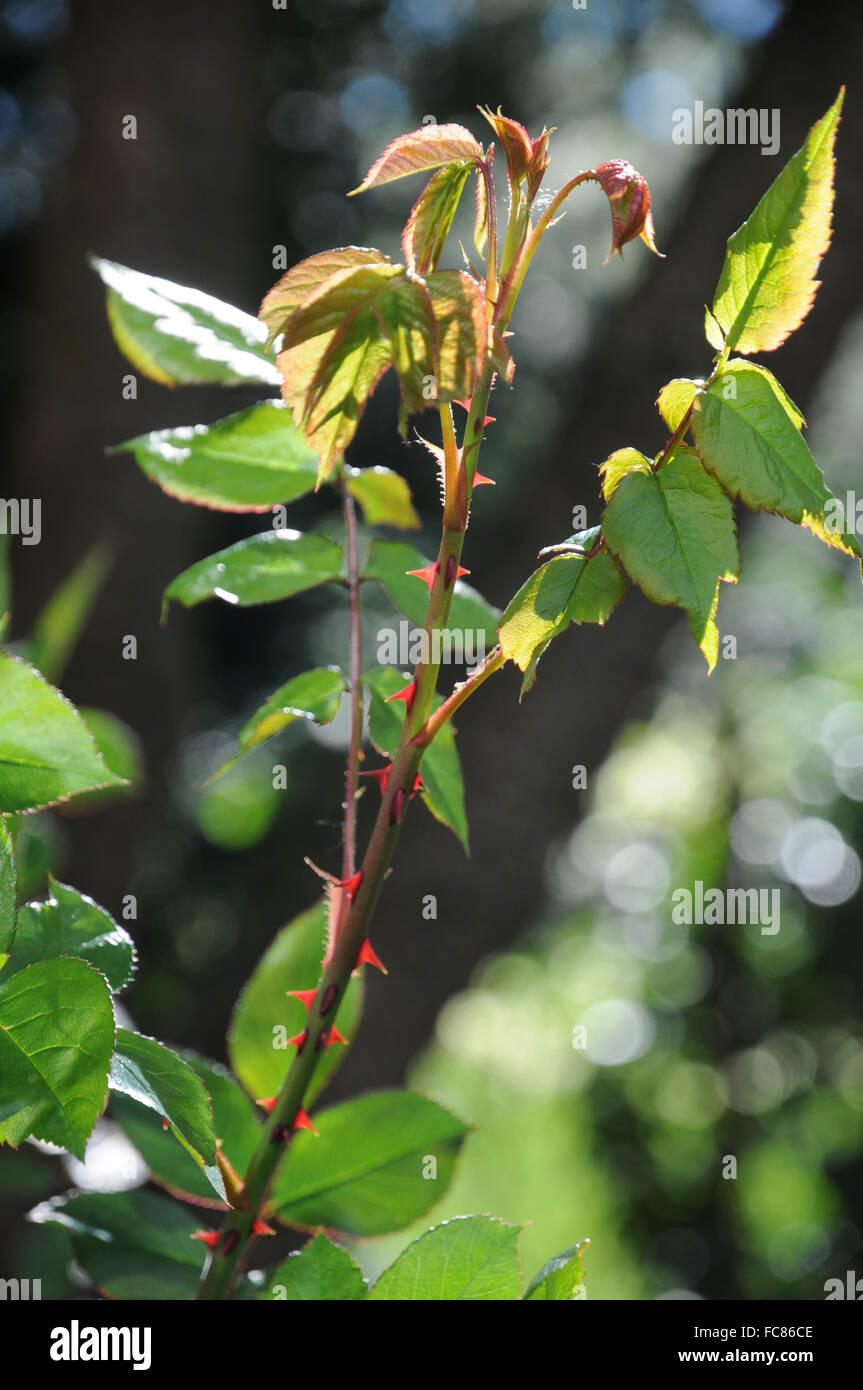 Rosa, jungen Trieb Stockfoto