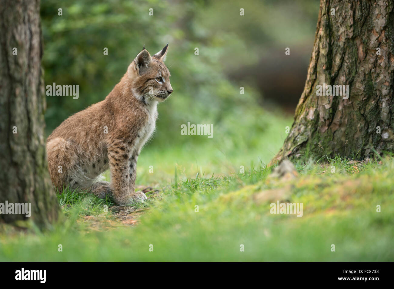 Eurasischer Luchs / Eurasischer Luchs ( Lynx Luchs ), Junges, sitzt im Gras unter Bäumen, sieht konzentriert aus, Europa. Stockfoto