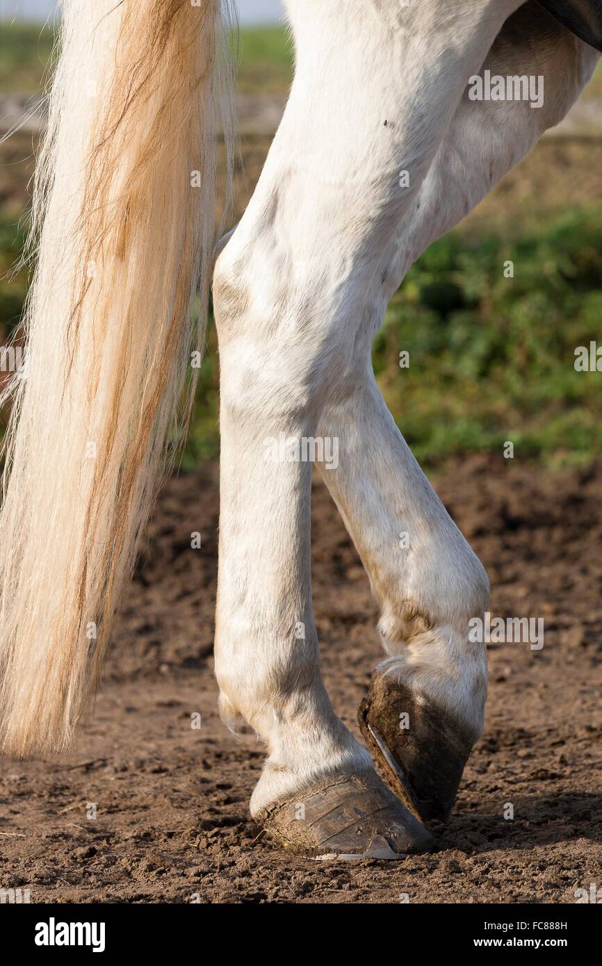 Hinterpfoten ein ruhender grauen Pferd. Deutschland Stockfoto