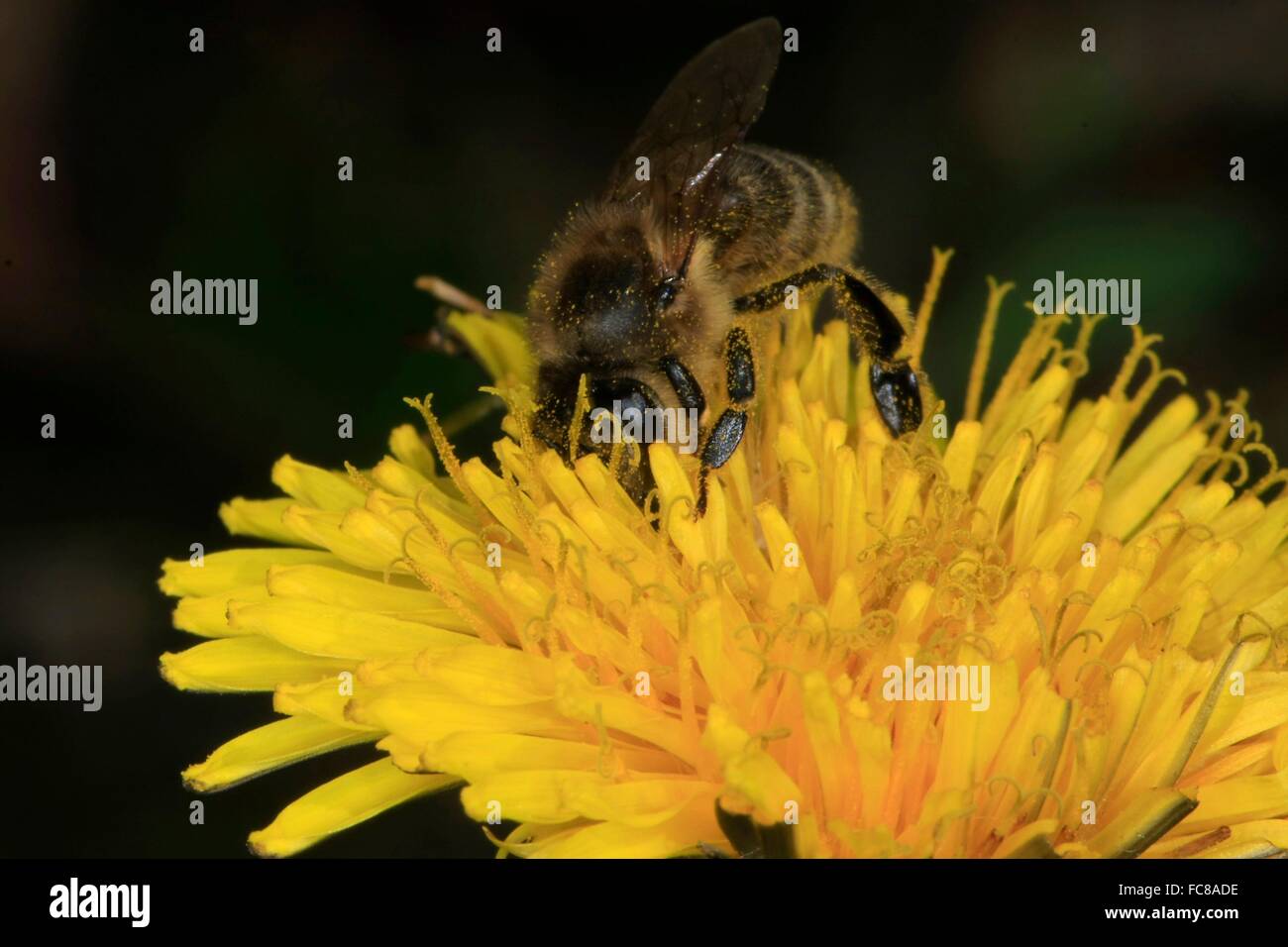 Die Blüten des Löwenzahns (Taraxacum Officinale) werden oft von Honesbees besucht. Sie bieten die Honigbienen viel Nektar und Pollen eine eiweißreiche, sie brauchen vor allem für die Aufzucht der Brut. Stockfoto