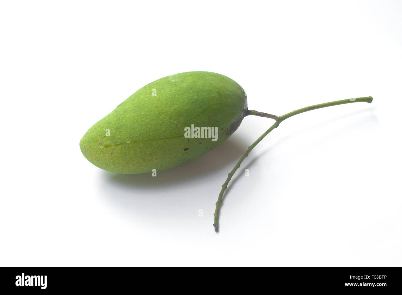 Frische grüne Mango direkt vom Baum Stockfoto