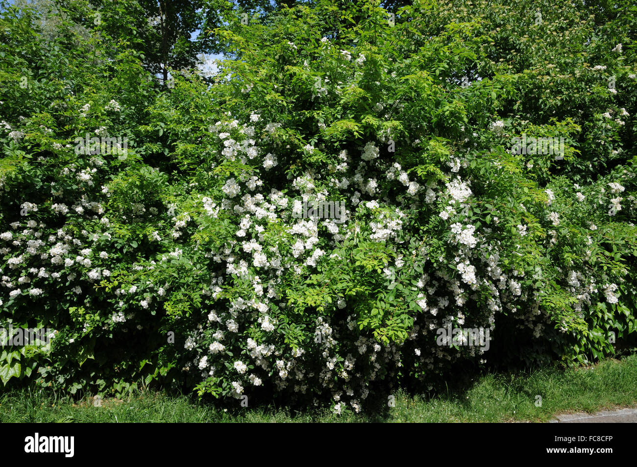 Multiflora rose Stockfoto