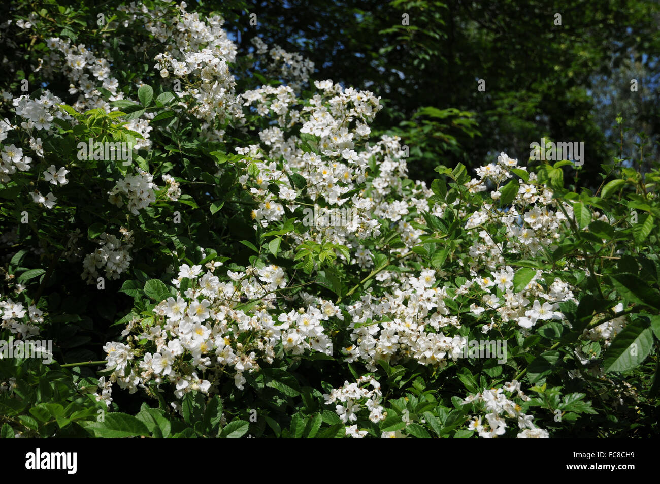 Multiflora rose Stockfoto