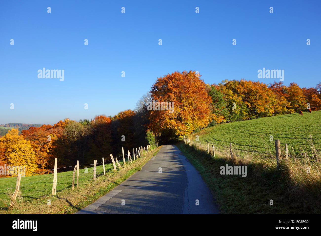 schmale Landstraße im Herbst Stockfoto