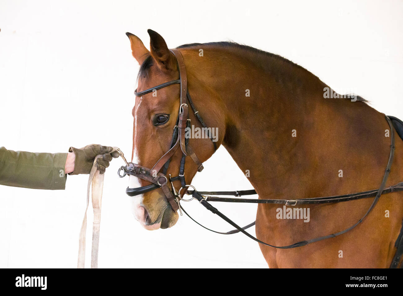 Hannoveraner Pferd. Kastanien Erwachsene tragen eine Longe Kappzaum und Ausbinder. Deutschland Stockfoto