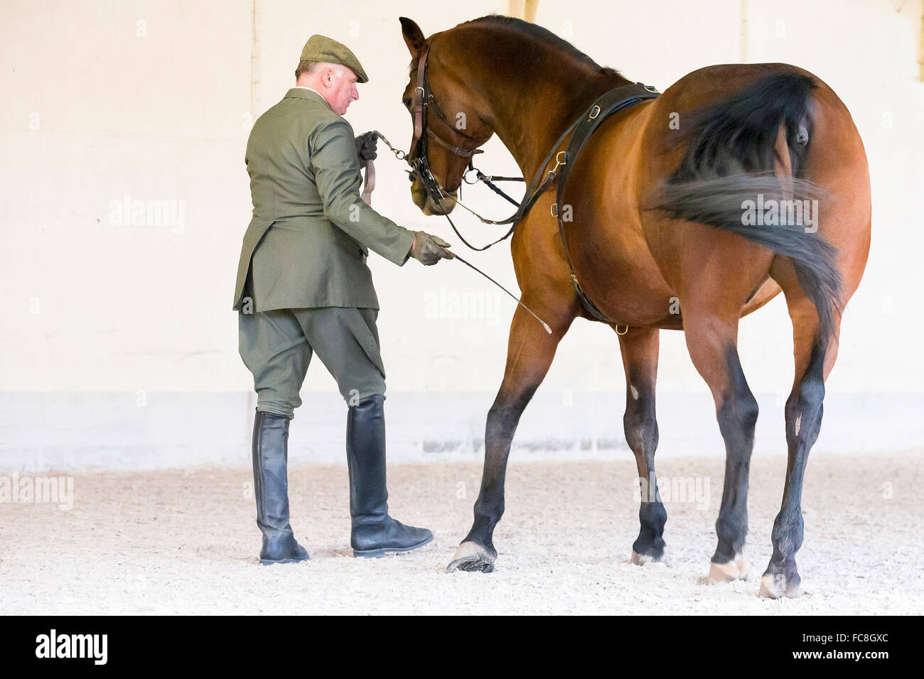 Hannoveraner Pferd. Kastanien Erwachsene tragen eine Longe Kappzaum und Ausbinder seitwärts. Deutschland Stockfoto