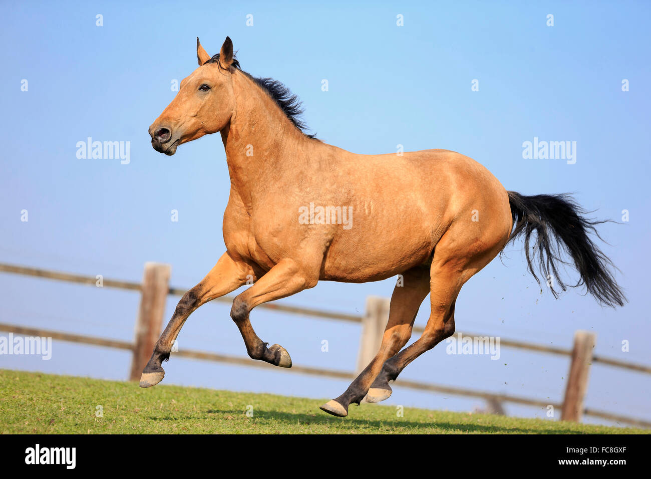 Versaute Pferd. Dun Wallach im Galopp auf einer Wiese. Deutschland Stockfoto
