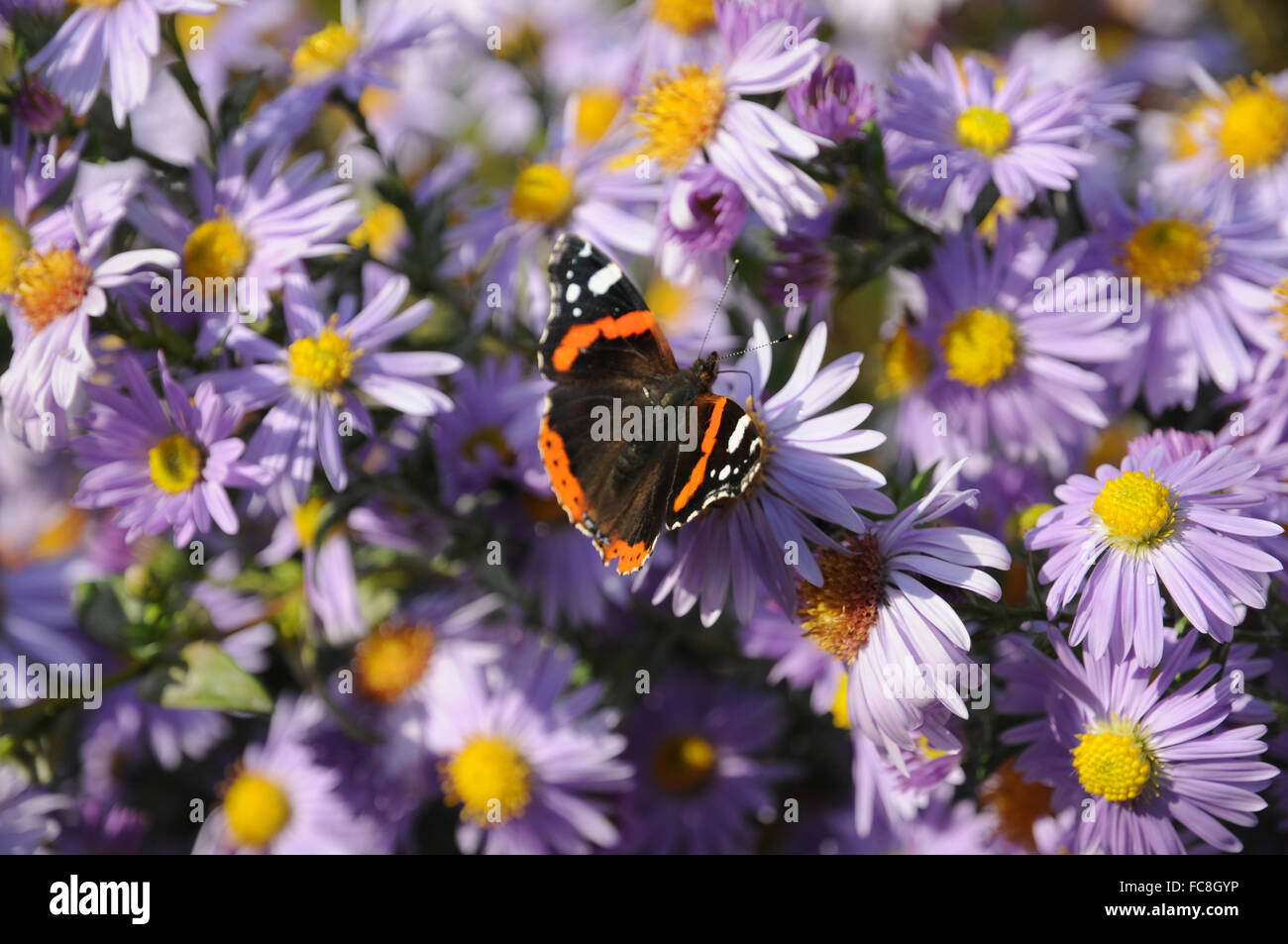 New York aster Stockfoto
