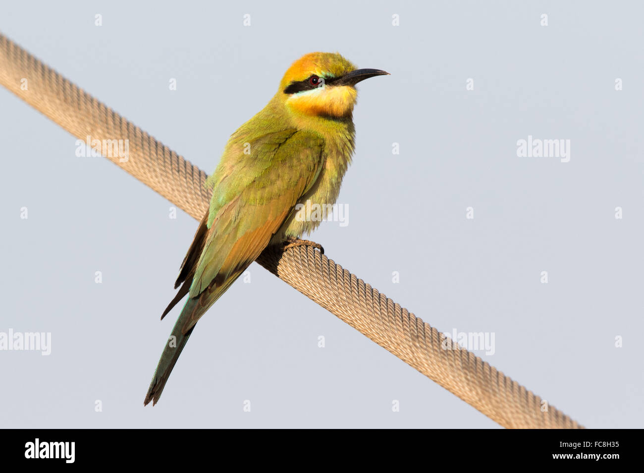 Regenbogen Bienenfresser (Merops Ornatus) thront auf einem Telegraphenkabel Stockfoto