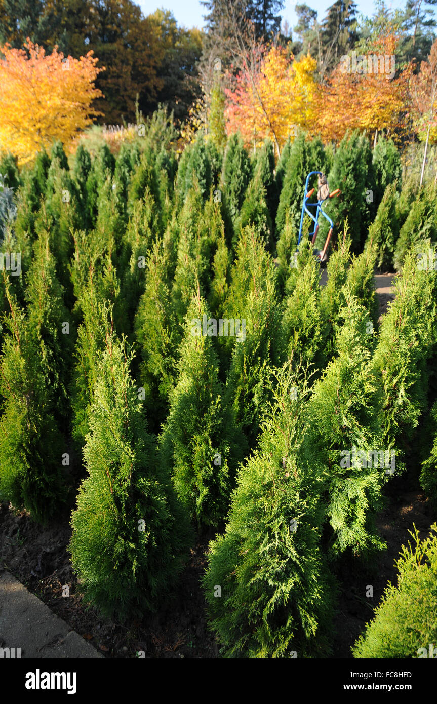 Thuja occidentalis samen -Fotos und -Bildmaterial in hoher Auflsung  Alamy