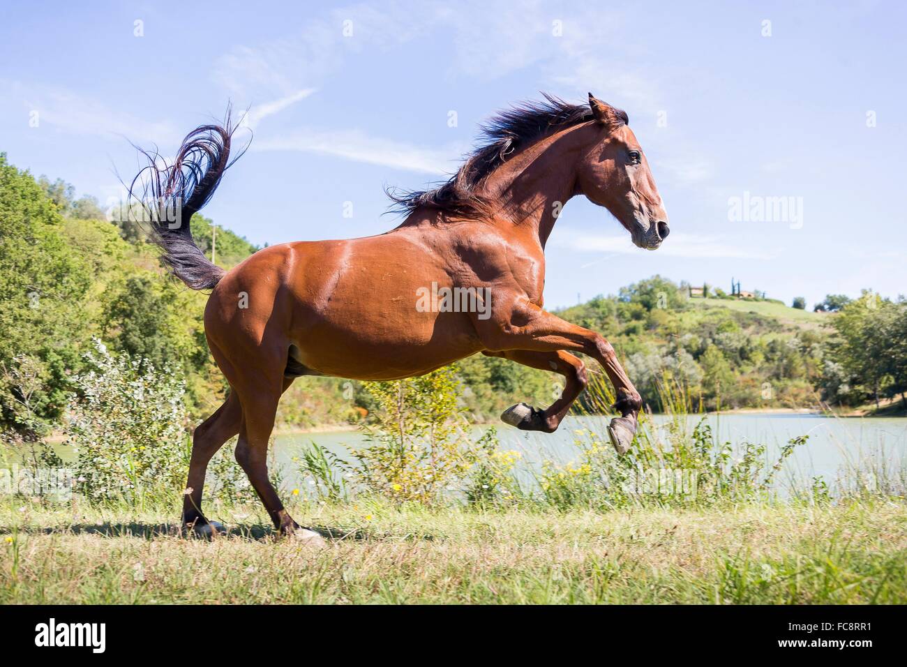 Sardischer Anglo-Araber. Bay Wallach Ruckeln auf einer Weide. Italien Stockfoto