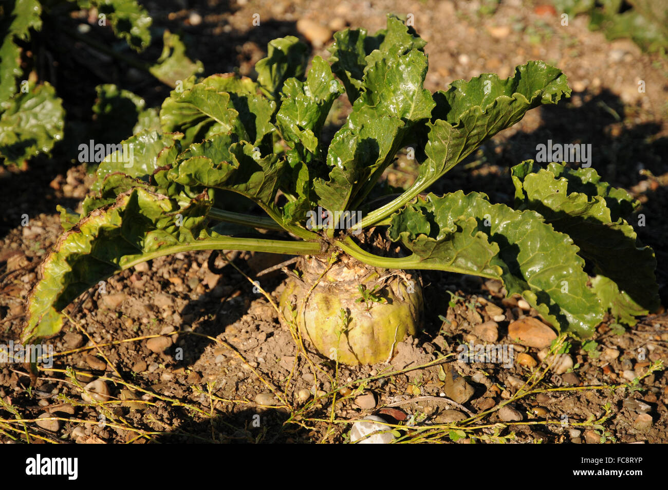 Zuckerrüben Stockfoto