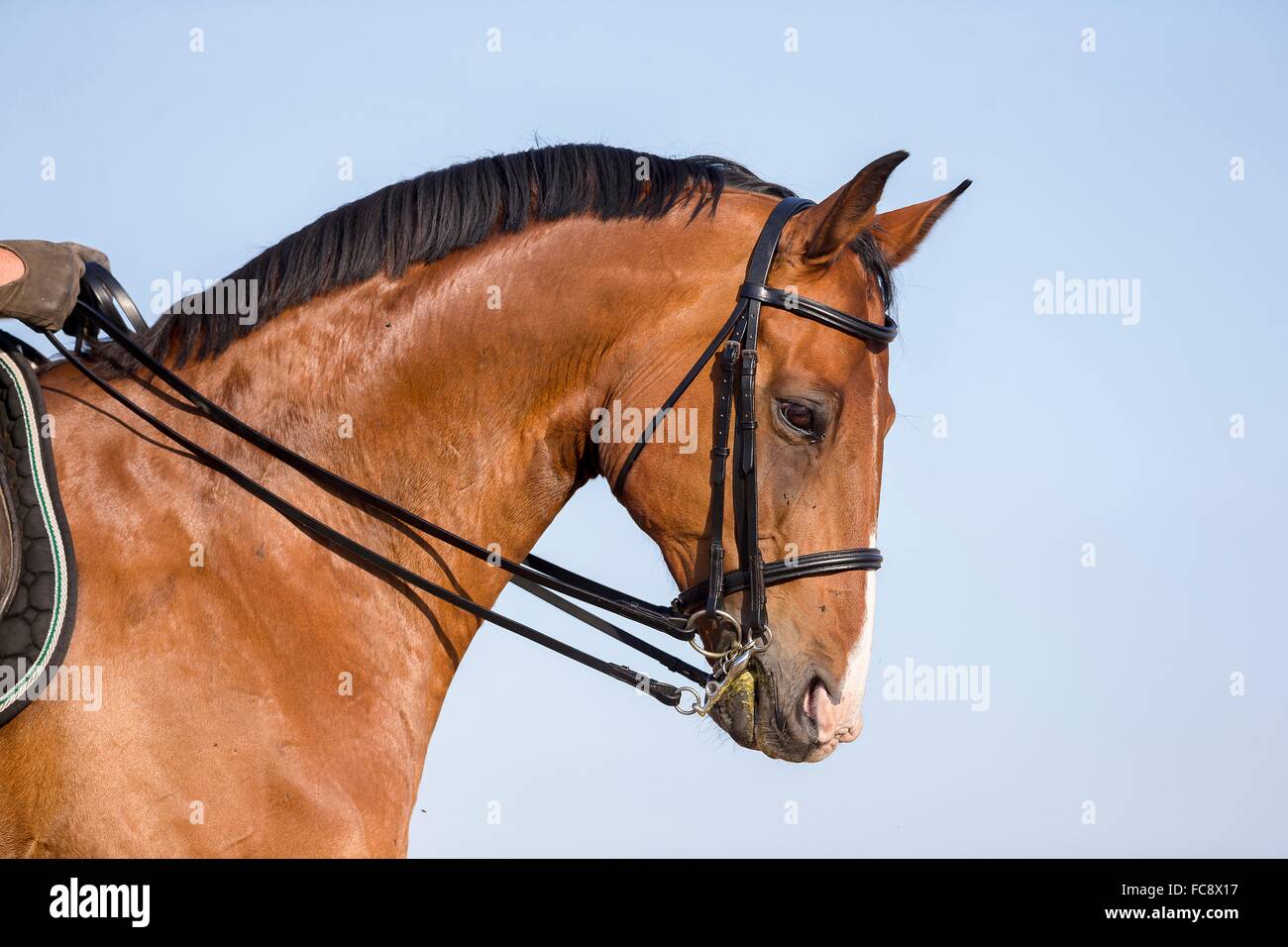Inländische Pferd. Abhaltung der Zügel zu korrigieren, wenn ein Bordstein-Bit verwenden. Deutschland Stockfoto