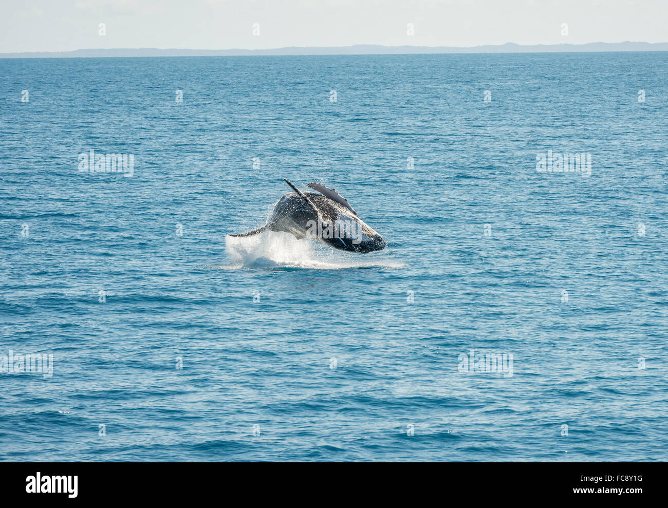 Springen Wal Hervey Bay, Australien Stockfoto
