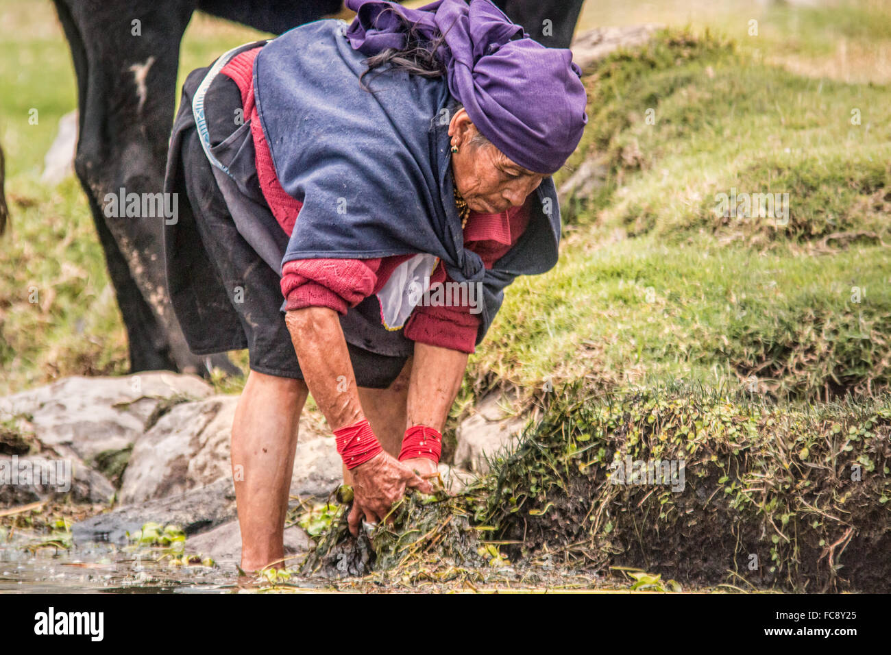 Eine Frau sammeln Algen, San Pablo See, Ecuador Stockfoto