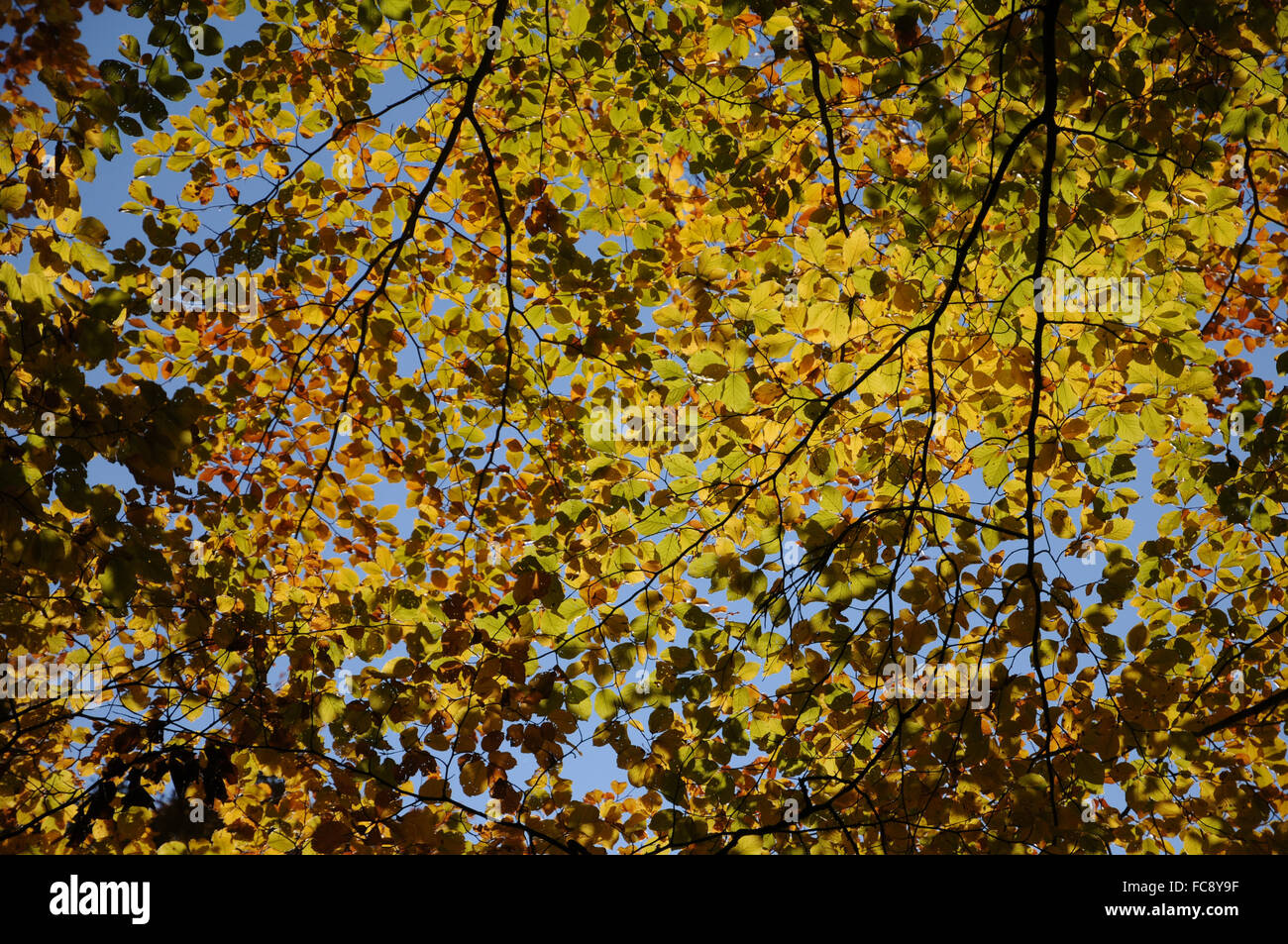 Redleaved Buche Stockfoto