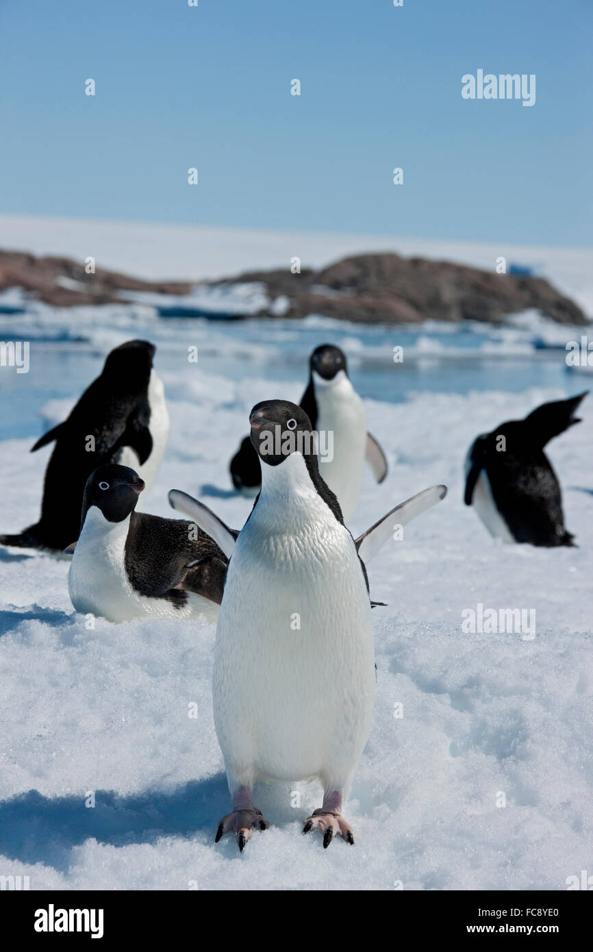 Adelie Penguin (Pygoscelis Adeliae). Auf Eis an der Küste stehen zu gruppieren. Antarktis. Kein exklusiver Verkauf! Stockfoto