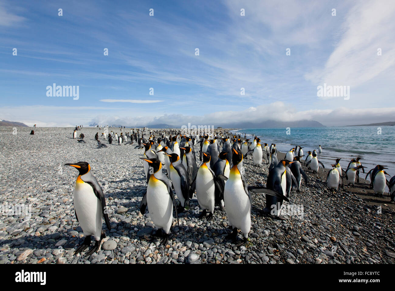 Königspinguin (Aptenodytes Patagonicus). Gruppe an einem felsigen Küstenstreifen. Falkland-Inseln. Kein exklusiver Verkauf! Stockfoto