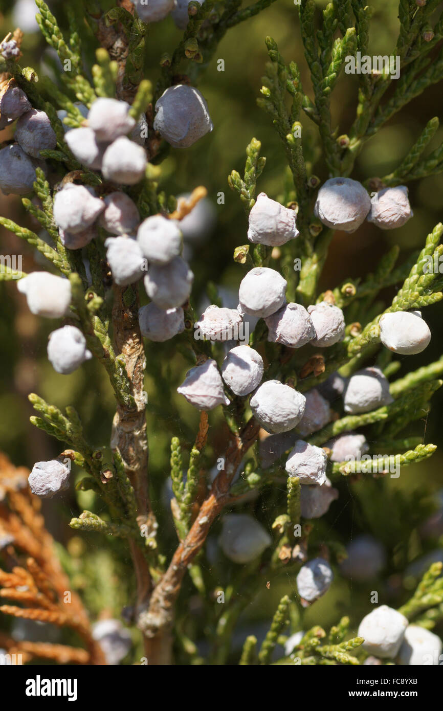 Eastern Red Cedar Stockfoto