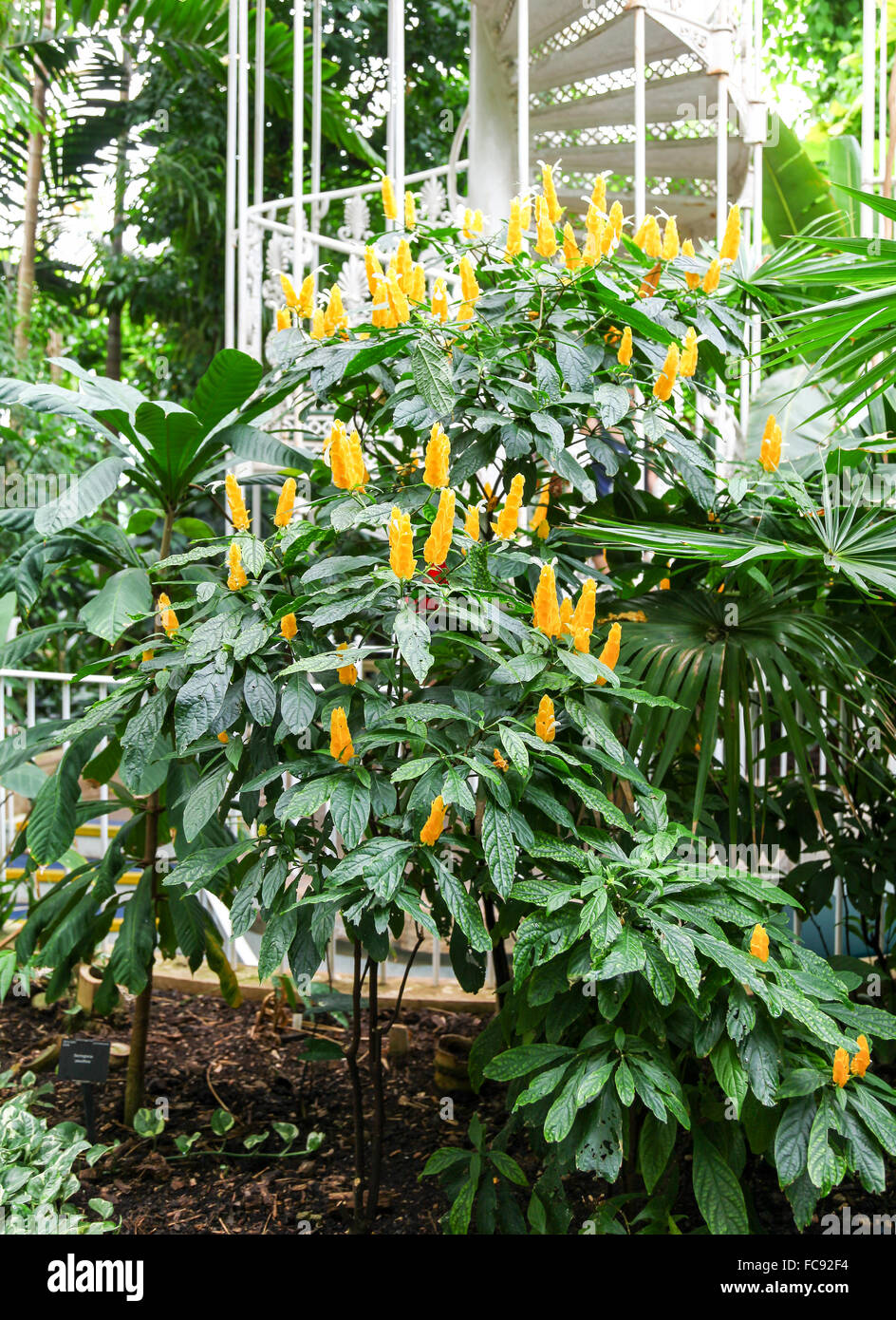 Pachystachys Lutea oder Lutscher Pflanze oder golden Garnelen Pflanzen in Kew Gardens Royal Botanical Gardens London England UK Stockfoto