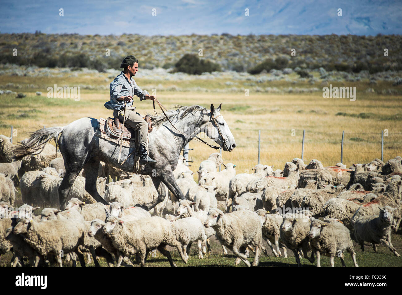 Gauchos Reiten und Pferde, Schafe, El Chalten, Patagonien, Argentinien, Südamerika runden Stockfoto